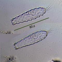 Euglypha cristata
