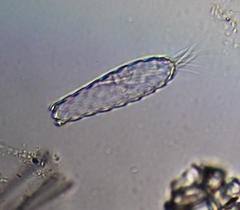 Euglypha cristata