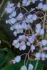 Begonia manicata
