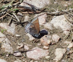 Callophrys polios