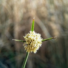 Cyperus gymnocaulos