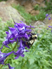 Bombus kirbiellus