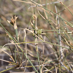 Zygochloa paradoxa