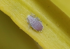 Neophyllaphis varicolor