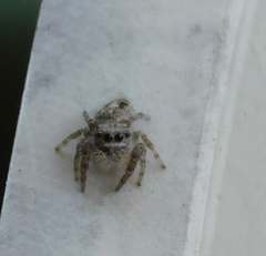 Phidippus