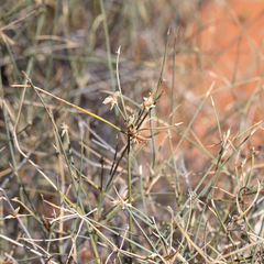 Zygochloa paradoxa