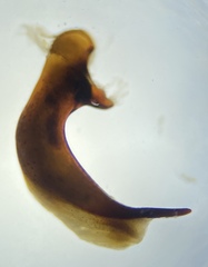 Pterostichus illustris