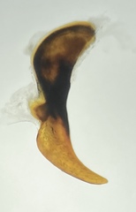 Pterostichus illustris