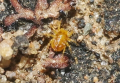 Teneriffiidae