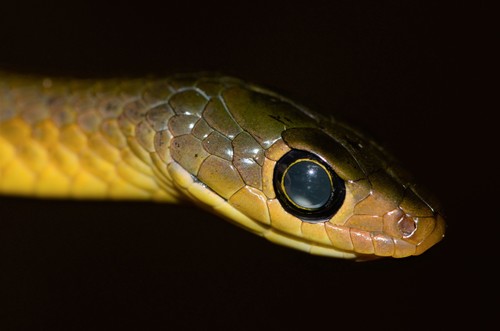 Thirteen-scaled Green Snake