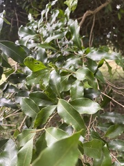 Olea woodiana woodiana