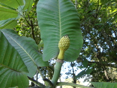 Magnolia vovidesii