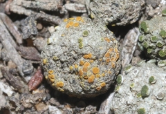 Caloplaca subpyraceella