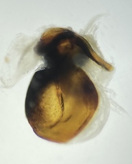 Pterostichus illustris