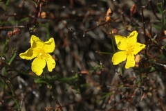 Crocanthemum aldersonii