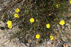 Crocanthemum aldersonii