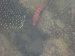 Sargocentron rubrum