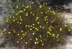 Crocanthemum aldersonii