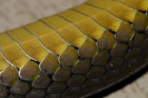 Thirteen-scaled Green Snake