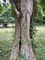 Olea woodiana woodiana