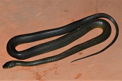 Thirteen-scaled Green Snake