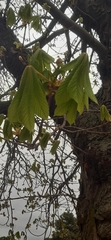 Aesculus hippocastanum