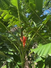 Musa coccinea
