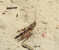 Spharagemon cristatum