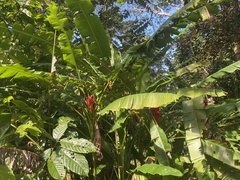 Musa coccinea