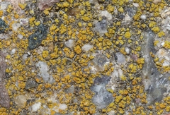 Flavoplaca citrina