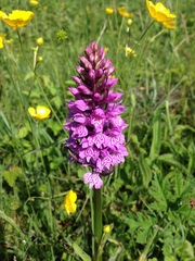 Dactylorhiza × grandis