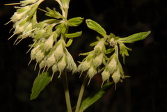 Lithospermum subsetosum