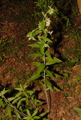 Lithospermum subsetosum