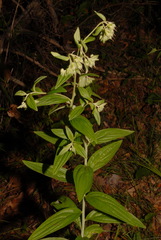 Lithospermum subsetosum