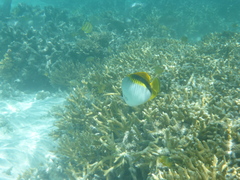 Chaetodon rainfordi