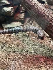 Tiliqua
