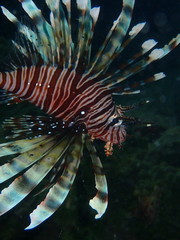 Pterois