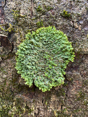 Phaeophyscia leana