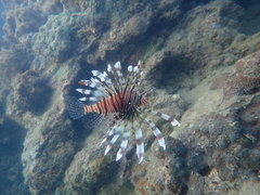 Pterois