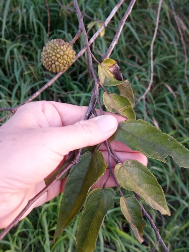 Guazuma ulmifolia - Leaves