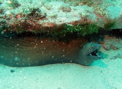 Gymnothorax vicinus