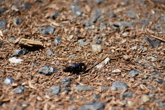 Platydracus rutilicauda