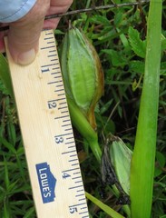 Iris hexagona hexagona