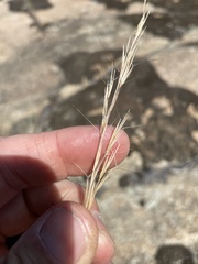 Aristida purpurea wrightii