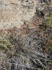 Aristida purpurea wrightii