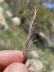 Aristida purpurea wrightii