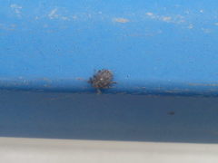 Ceutorhynchus pallidactylus