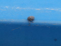 Ceutorhynchus pallidactylus