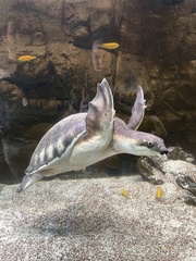 Carettochelys insculpta