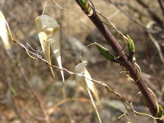 Vincetoxicum floribundum